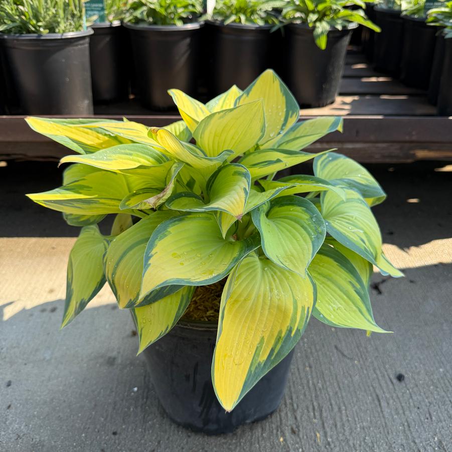 Hosta June