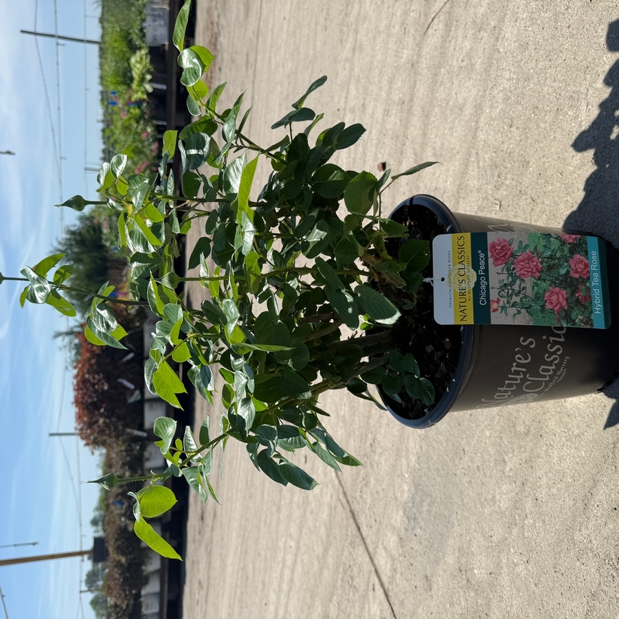 Rosa Hybrid Tea Chicago Peace