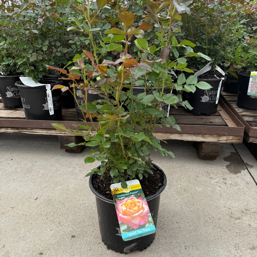 Rosa Hybrid Tea Enchanted Peace™ PPAF