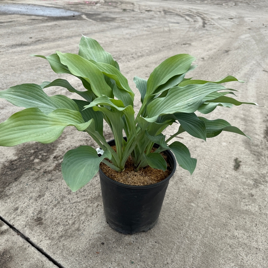 Hosta Krossa Regal