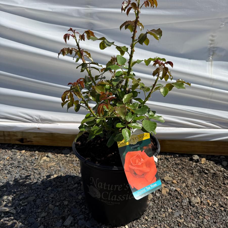 Rosa Hybrid Tea Voodoo