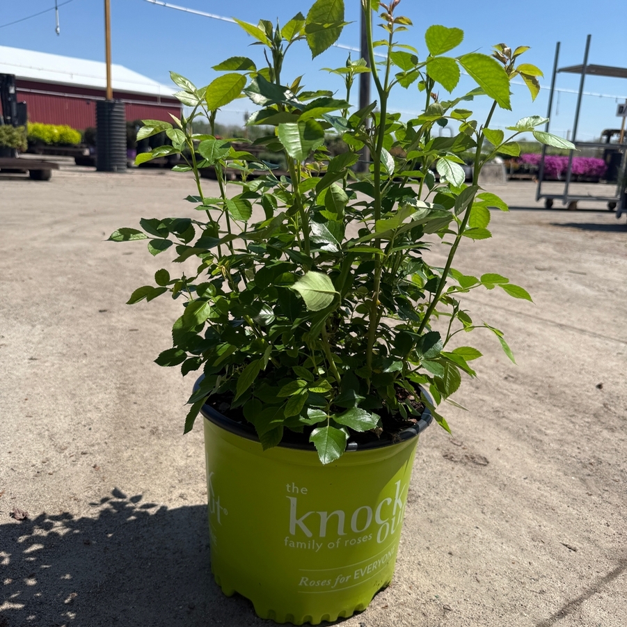 Rose Shrub Easy Bee-zy™ Knock Out® PP35465