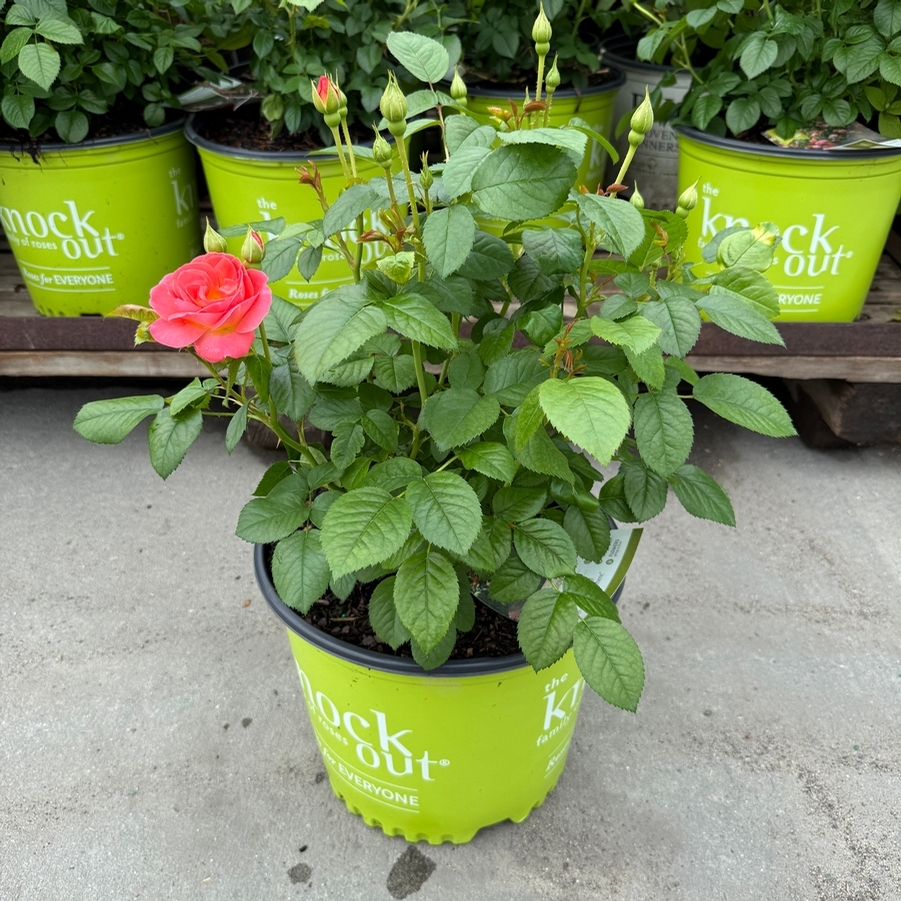 Rosa Shrub Orange Glow™ Knock Out® PP35826