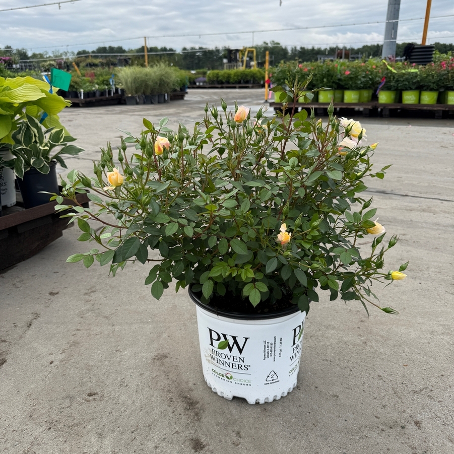 Rosa Shrub Oso Easy® Italian Ice® PP26532