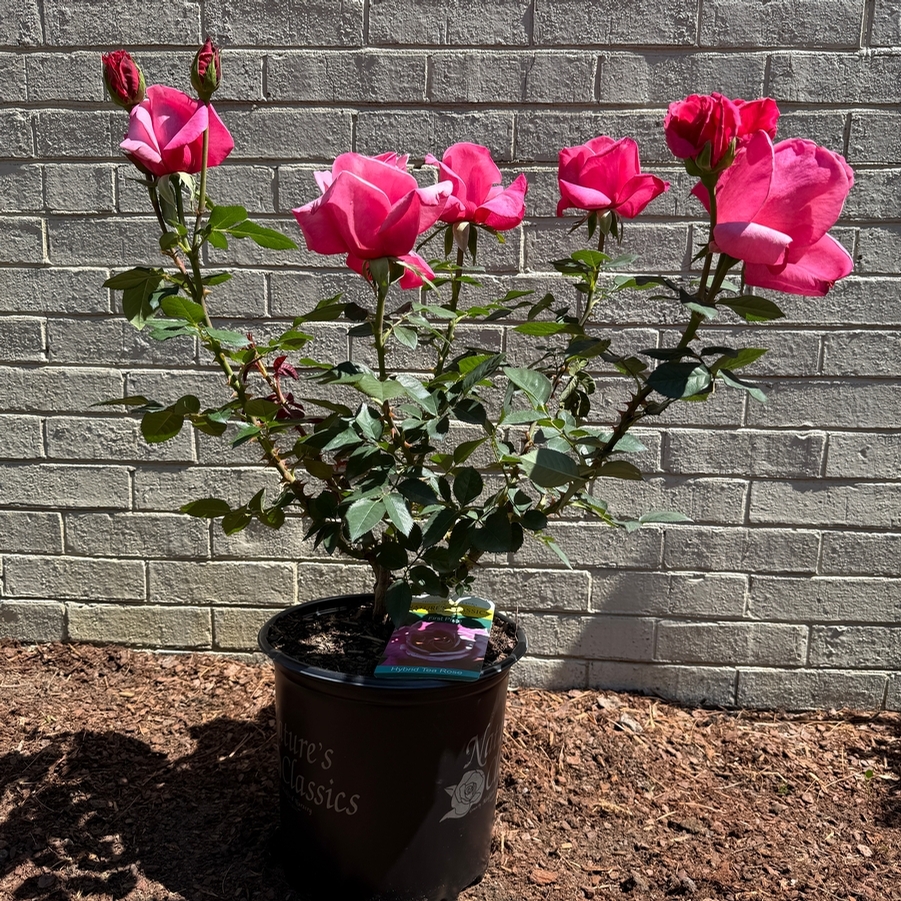 Rosa Hybrid Tea First Prize