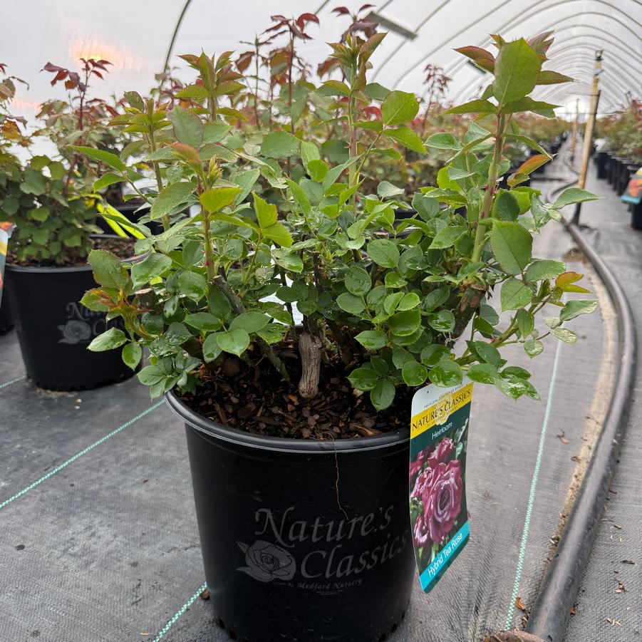 Rosa Hybrid Tea Heirloom