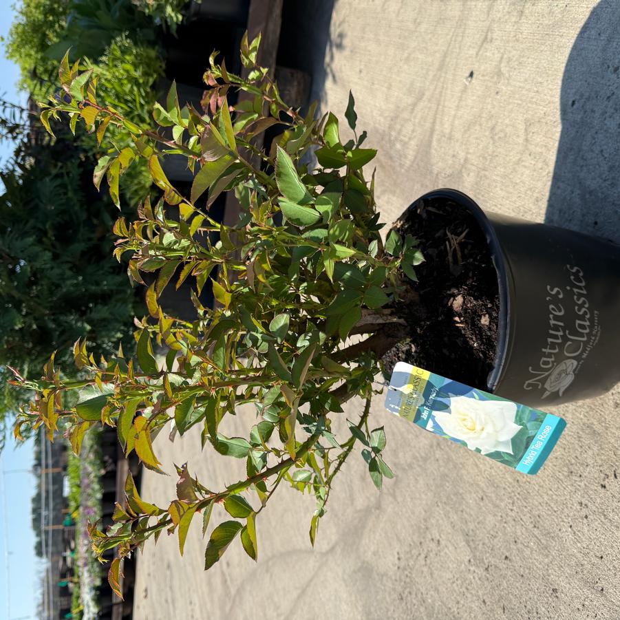 Rosa Hybrid Tea John F. Kennedy