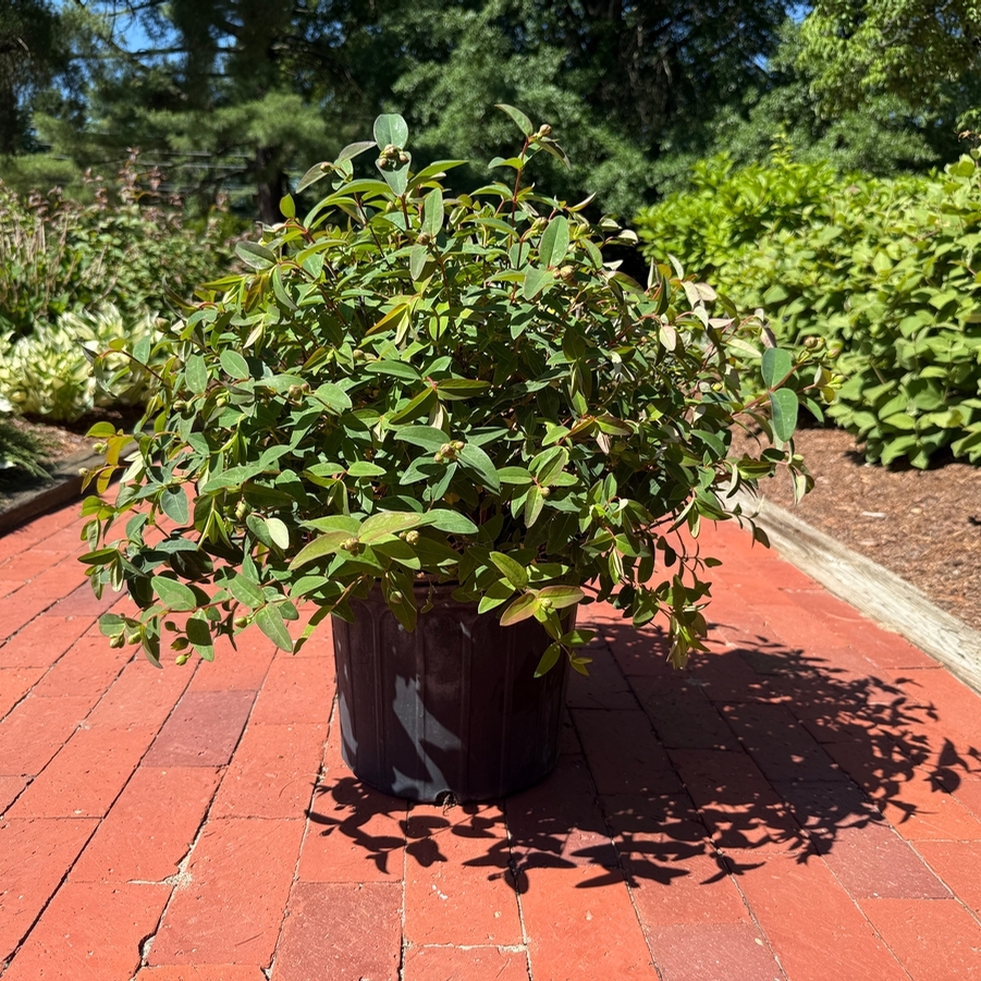 Hypericum Patulum Sungold