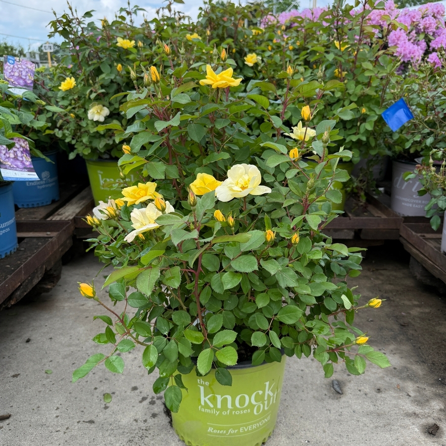Rosa Shrub Sunny Knock Out® PPAF