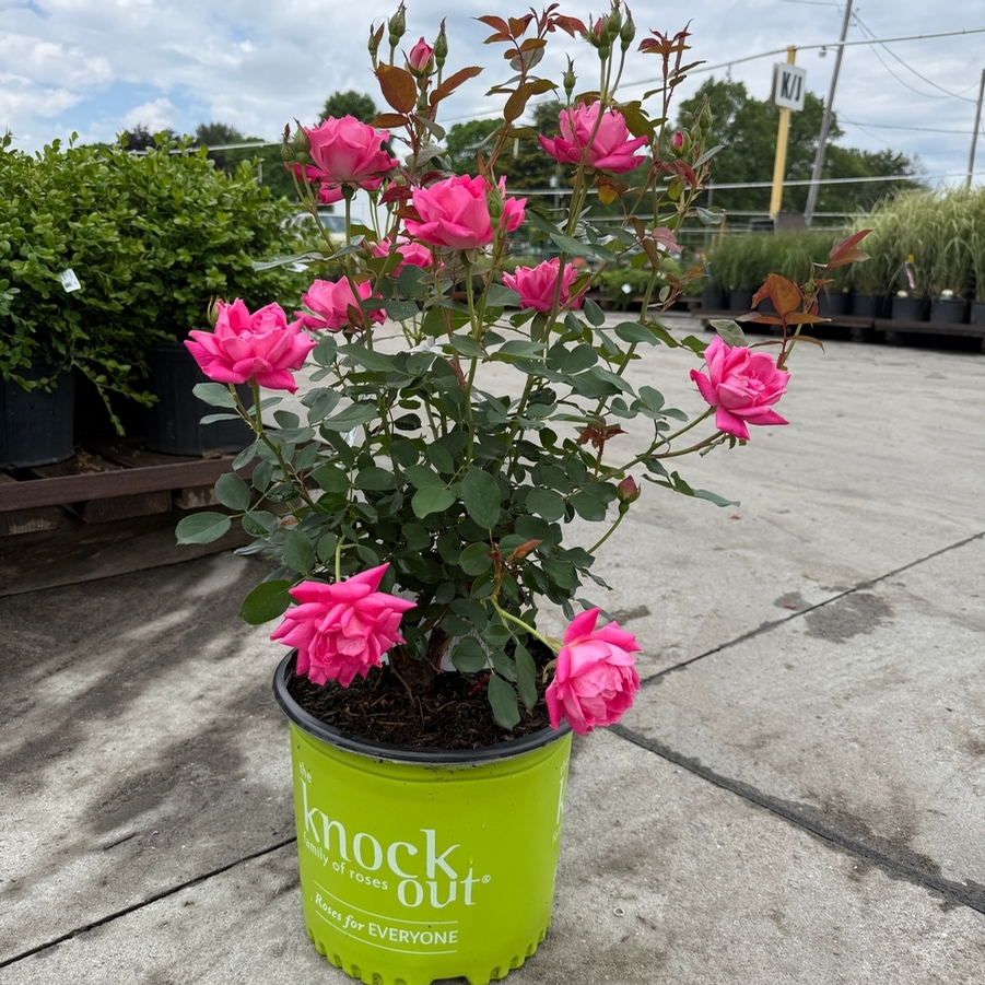 Rosa Shrub Pink Double Knock Out® PP18507