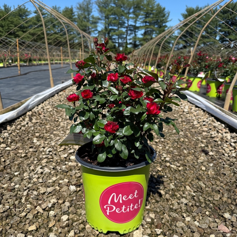 Rosa Shrub Petite Knock Out® PP30811