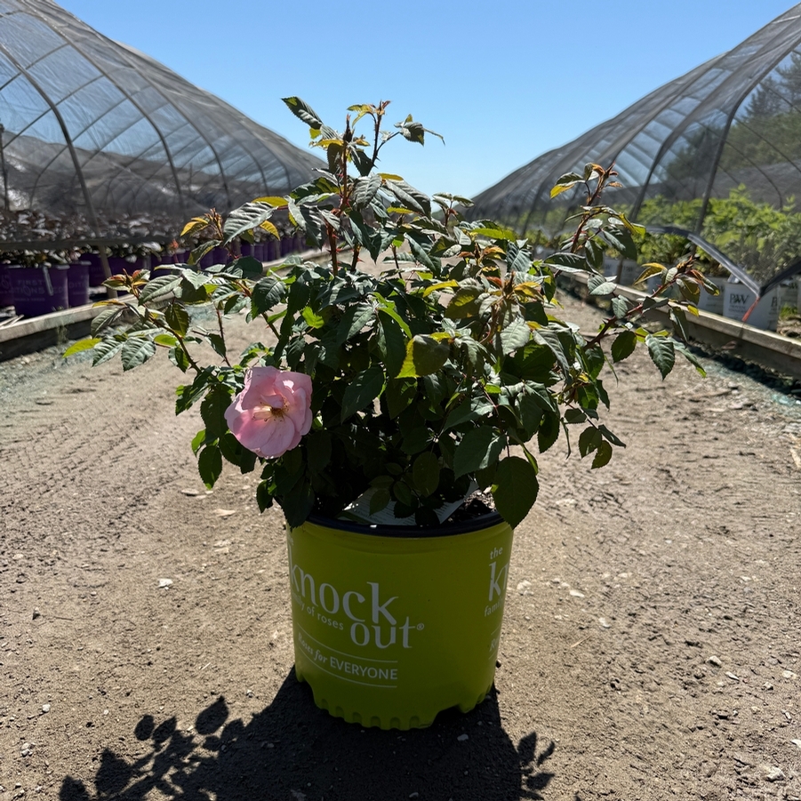 Rosa Shrub Peachy Knock Out® PP25628