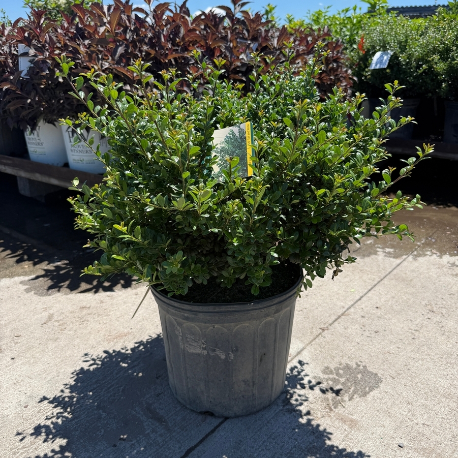 Ilex crenata Compacta