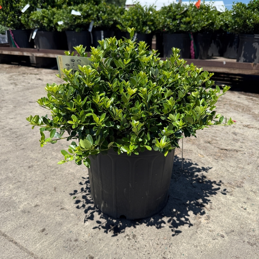 Ilex crenata Helleri