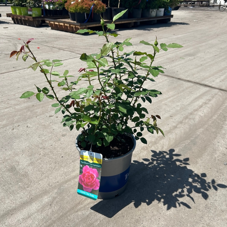 Rosa Shrub True Bloom® True Inspiration™ PP31791