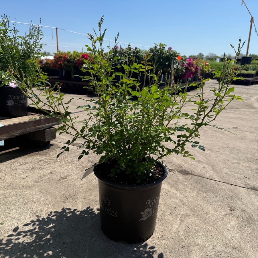 Rosa Shrub The Fairy