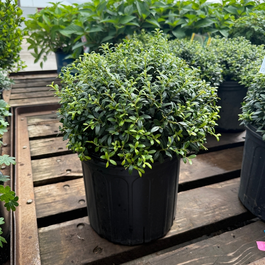 Ilex crenata Soft Touch