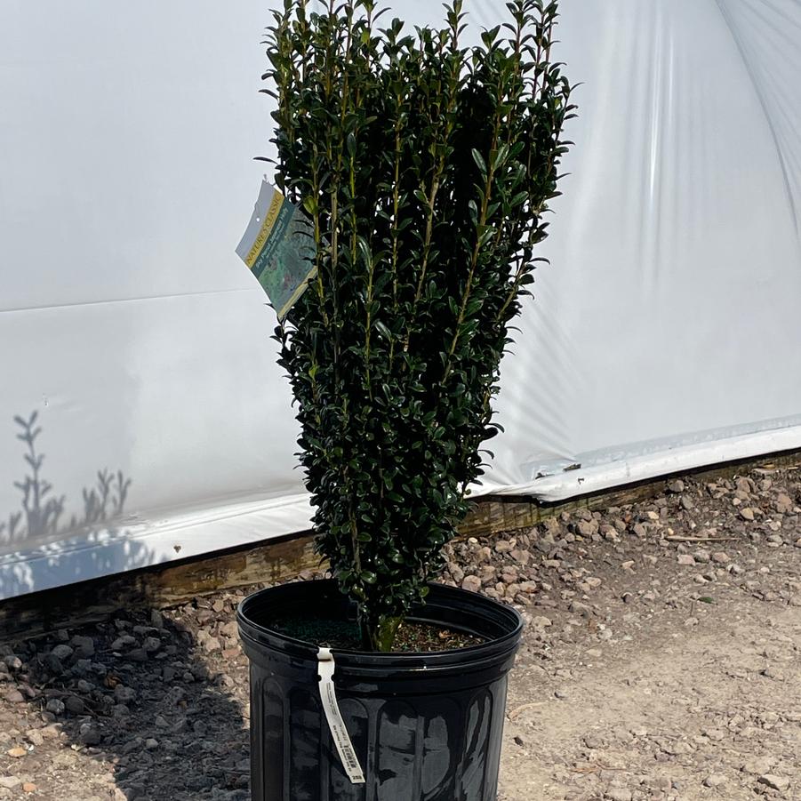 Ilex crenata Sky Pencil