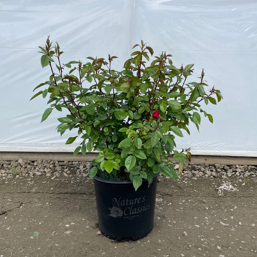 Rosa Shrub Kolorscape® Kardinal PP23548