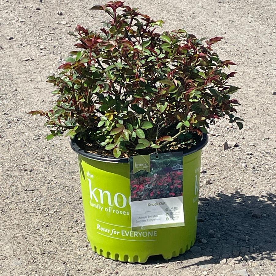 Rosa Shrub Knock Out®