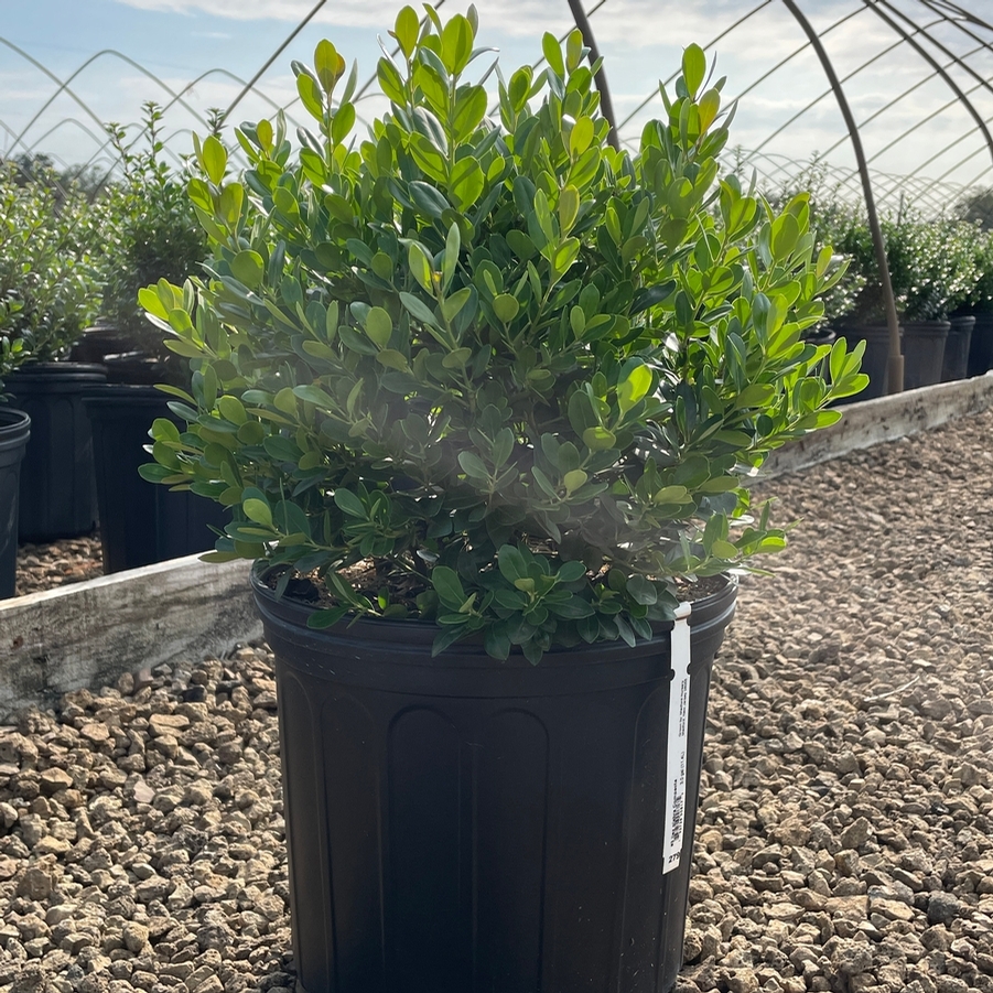 Ilex glabra Compacta