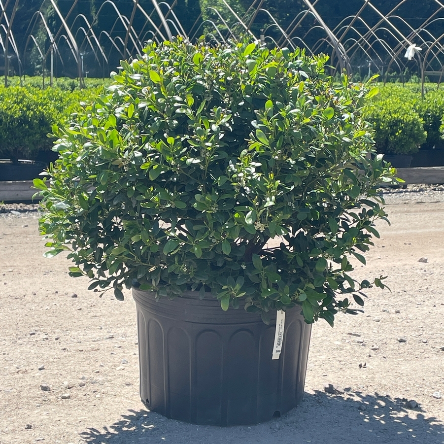 Ilex glabra Compacta