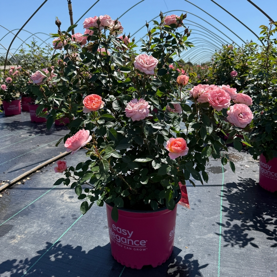 Rosa Shrub Easy Elegance® Calypso