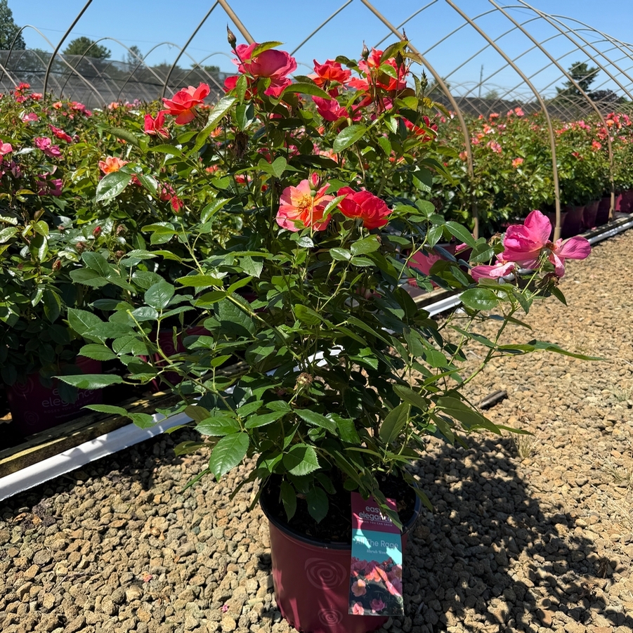 Rosa Shrub Easy Elegance® All the Rage