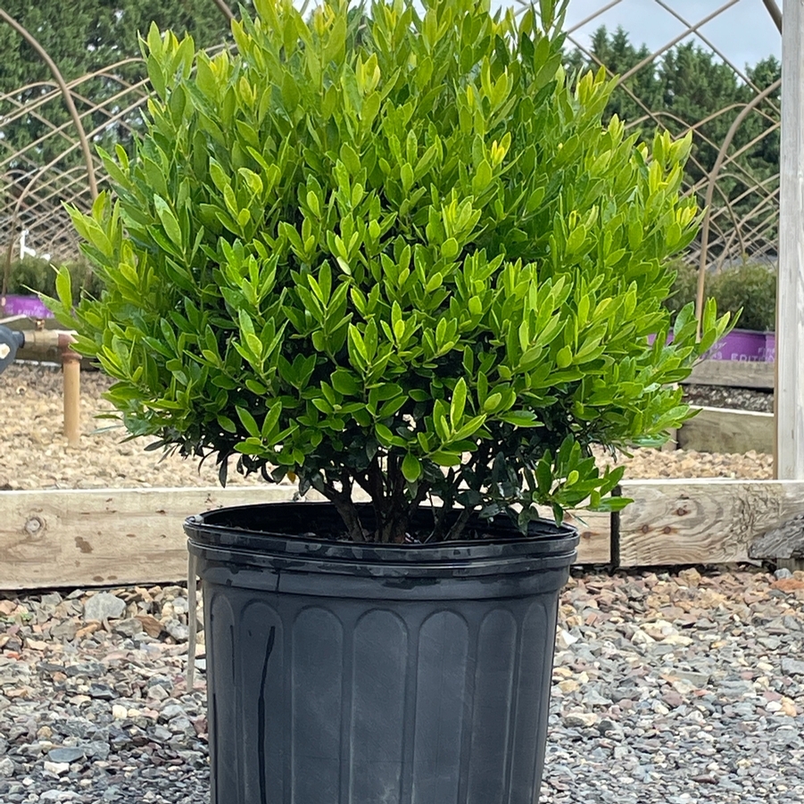 Ilex glabra Shamrock