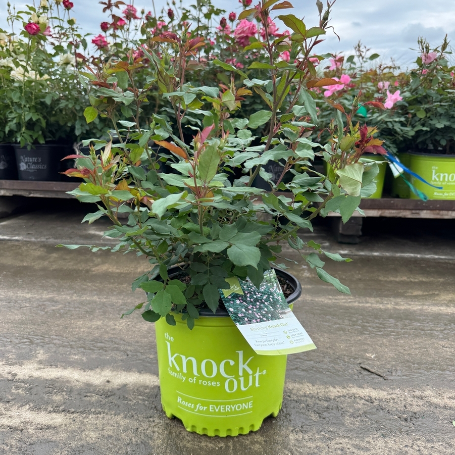 Rosa Shrub Blushing Knock Out® PP14700