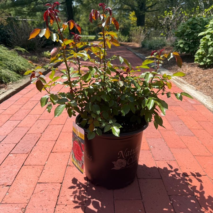 Rosa Climbing Hot 'N' Spicy