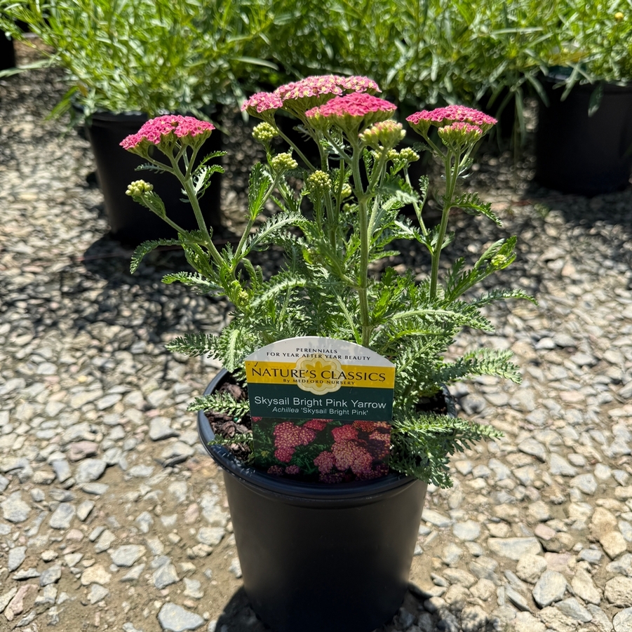Achillea millefolium Skysail Bright Pink
