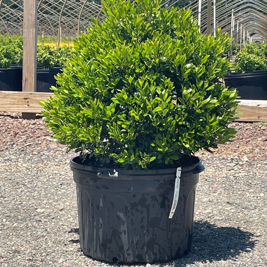 Ilex glabra Shamrock