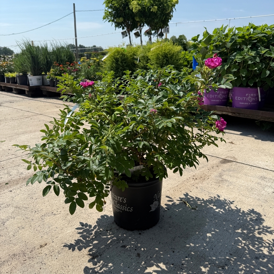 Rosa O.F. Raspberry Rugostar® PP15937