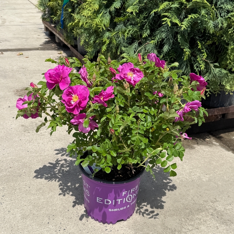Rosa O.F. Lotty's Love® PP22570