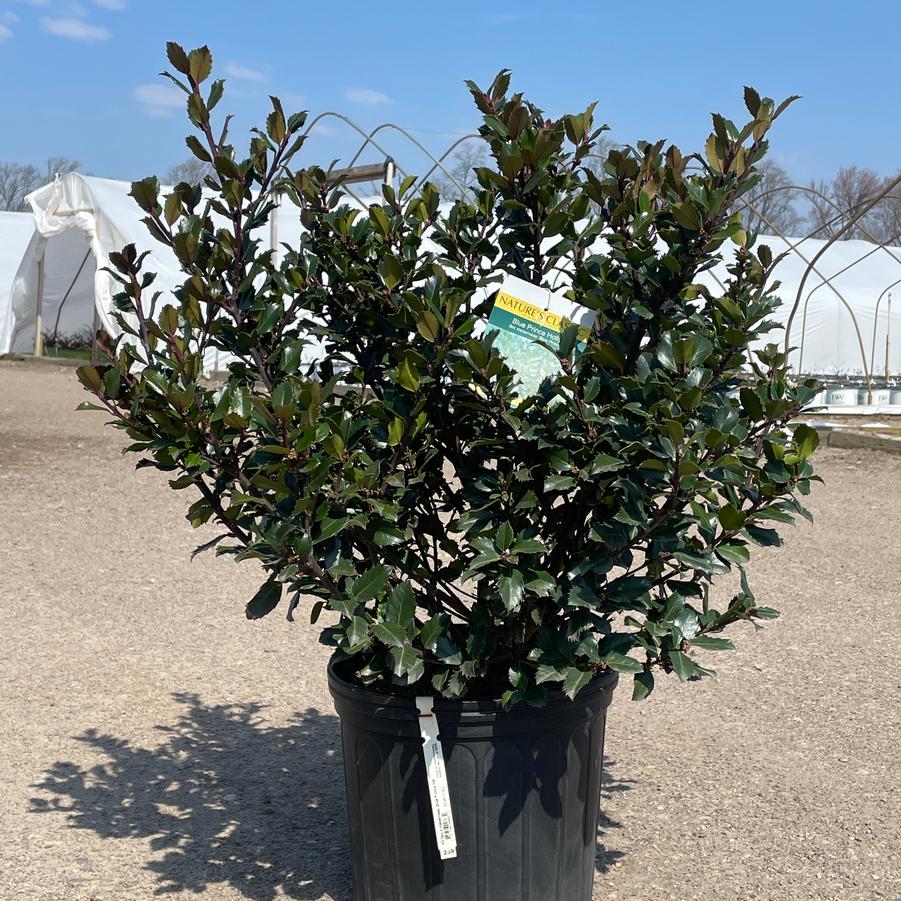 Ilex x meserveae Blue Prince