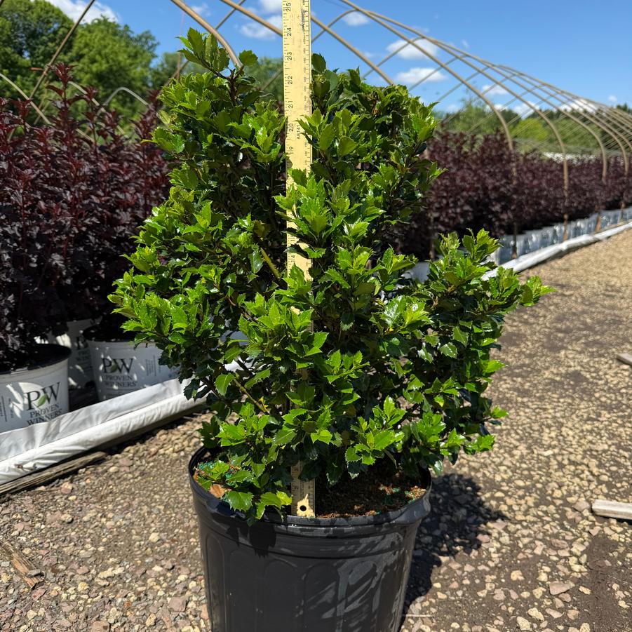 Ilex x meserveae Blue Prince