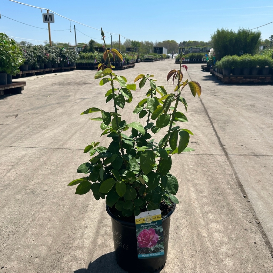 Rosa Hybrid Tea Perfume Delight