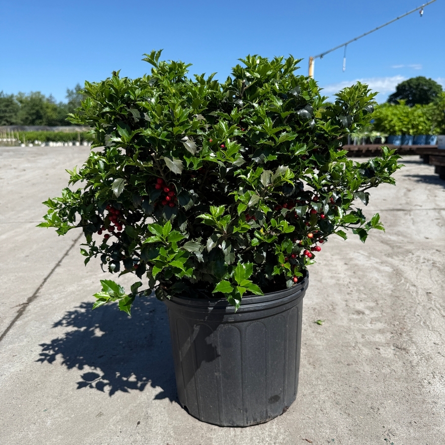 Ilex x meserveae Blue Princess