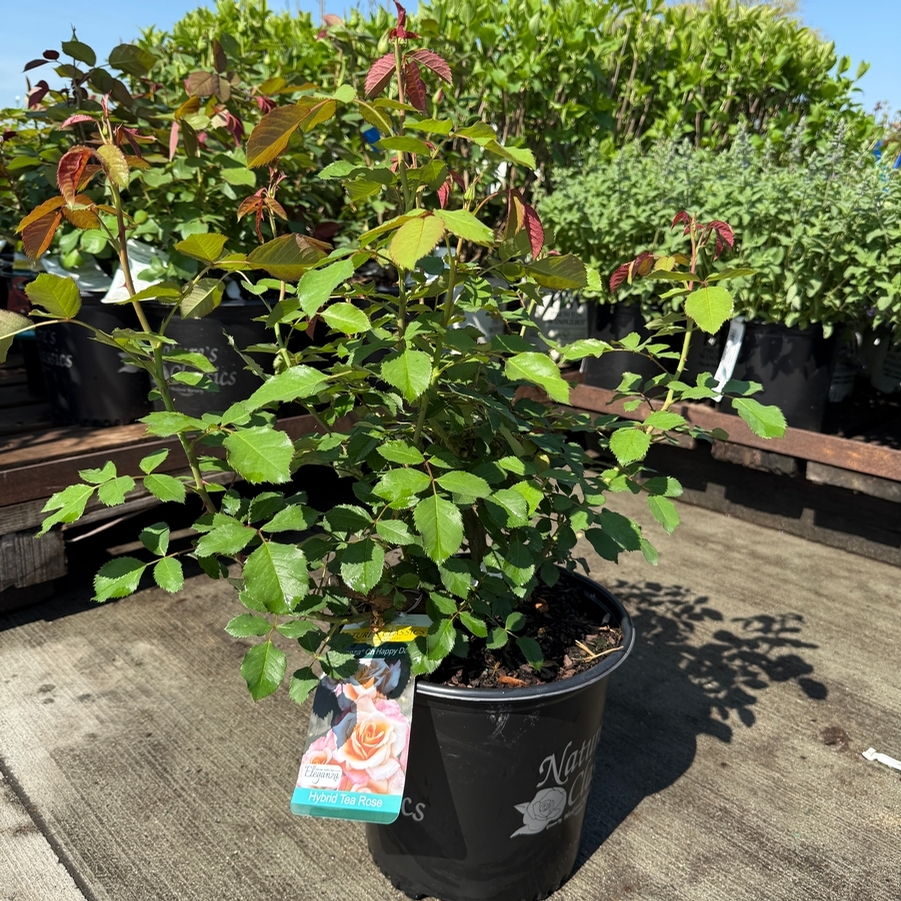 Rosa Hybrid Tea Oh Happy Day Eleganza® PP29165