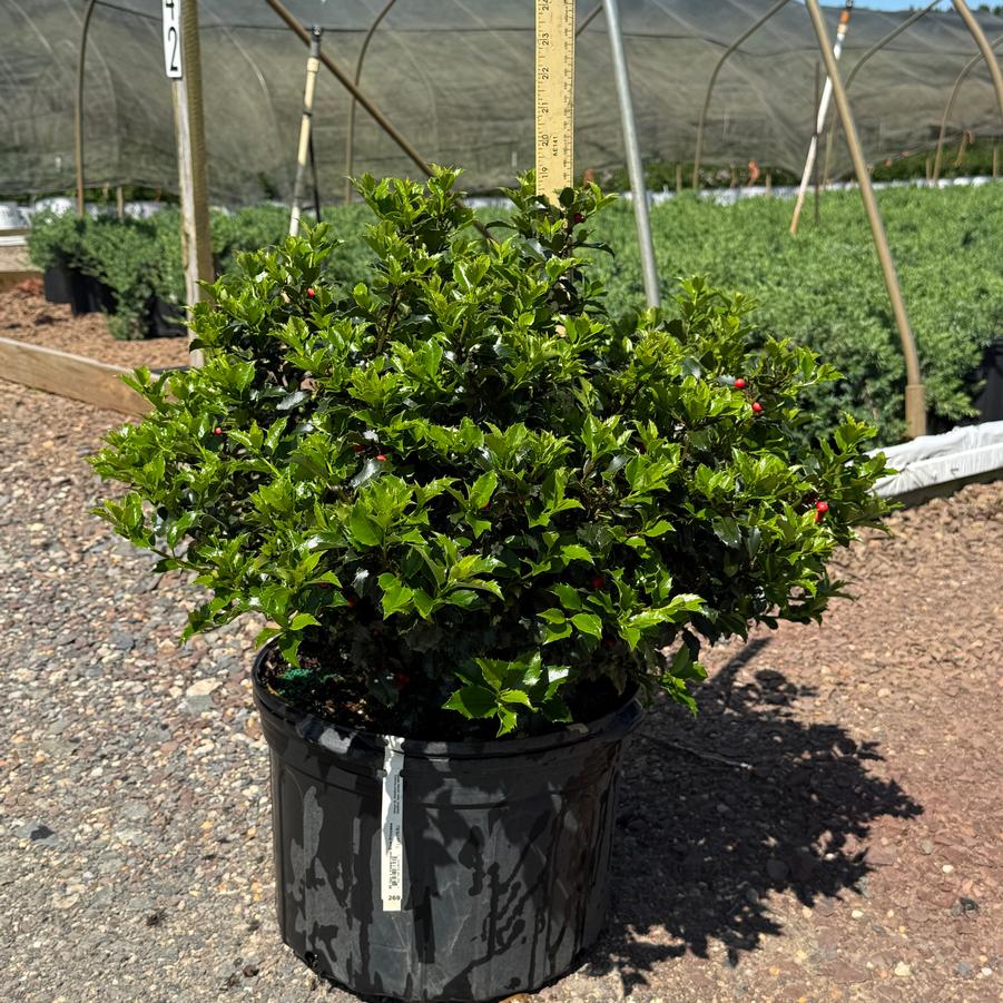 Ilex x meserveae Blue Princess