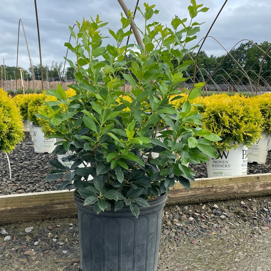 Ilex verticillata Red Sprite