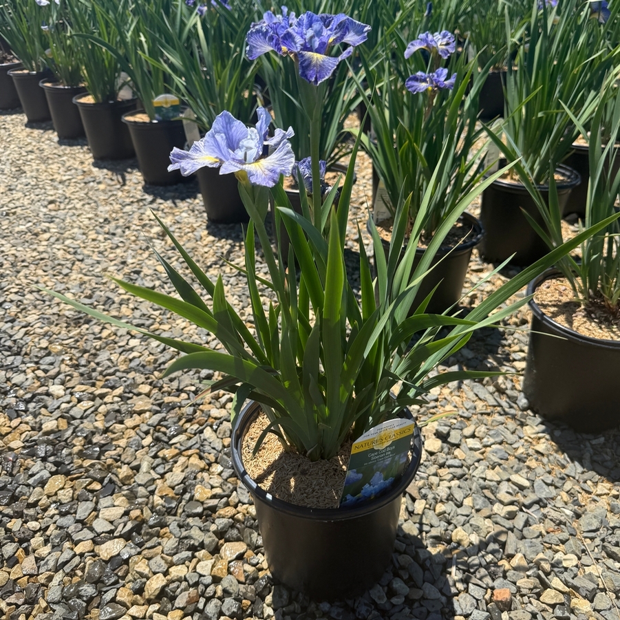 Iris sibirica Cape Cod Boys