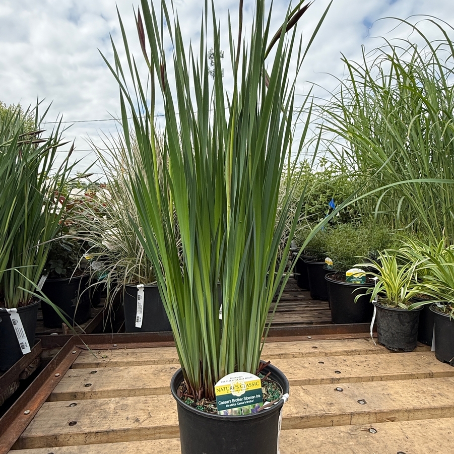 Iris sibirica Caesar's Brother