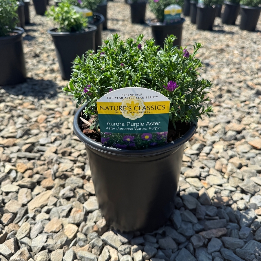 Aster dumosus Aurora Purple