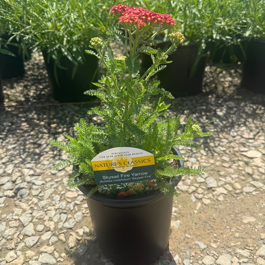 Achillea millefolium Skysail Fire