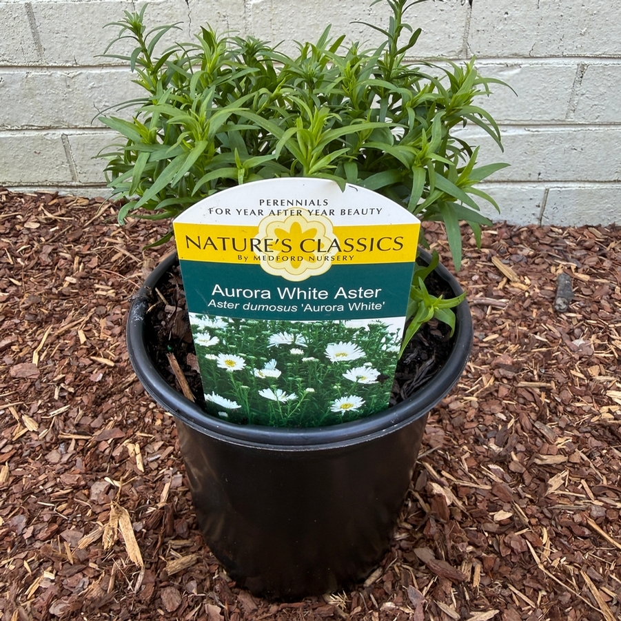 Aster dumosus Aurora White