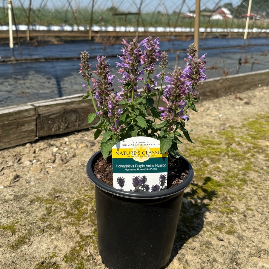 Agastache Honeysticks Purple
