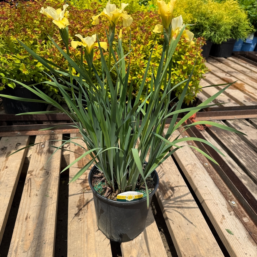 Iris sibirica Sunfisher