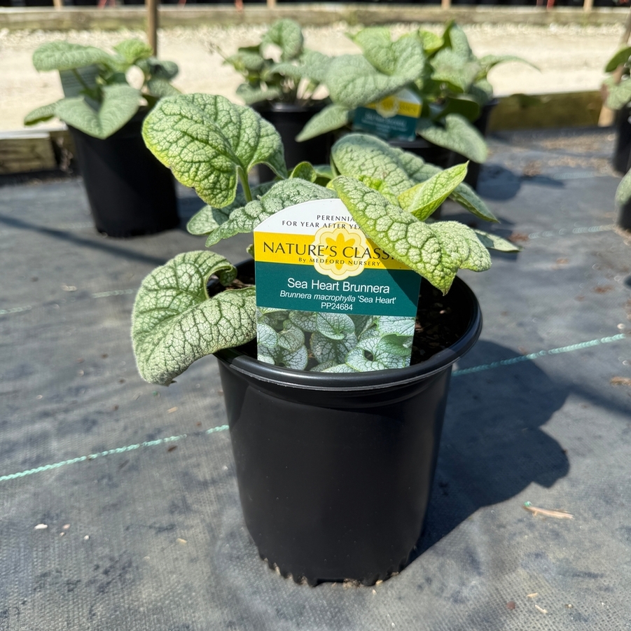 Brunnera macrophylla Sea Heart PP24684